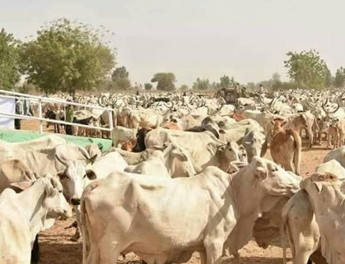 Cibiyar Kiwo Za Ta Jawo Zuba Jari Daga Cikin Gida Da Waje: Gwamnan Bauchi